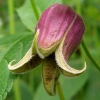 leaves and flowers