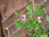 leaves and flowers