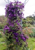 leaves, flowers, and form