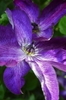 Flower detail