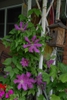 Clematis x Jackmanii - half of plant in  bloom