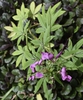 Flower - Aug. 16, Warren Co., NC