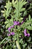 Flower & Seedpod- Aug. 16, Warren Co., NC