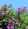 Form