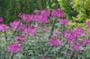 Cleome