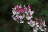 Cleome