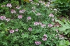 Cleome