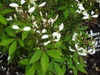 Cleome 'INCLESPIMP' Senorita Blanca Improved flowers