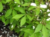 Cleome 'INCLESPIMP' Senorita Blanca Improved leaves