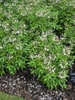 Cleome 'INCLESPIMP' Senorita Blanca Improved