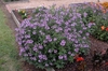 Cleome Senorita Rosalita Form