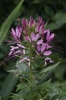 Closeup of pink flower with long stamens