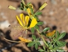 Yellow flowers of C. suffruticosa