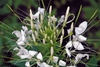 White flowers