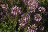 Cleome Senorita Rosalita