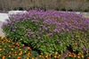 Cleome x Senorita Rosalita