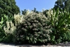 multistemmed, shrub with tubular white flowers