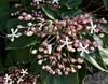 Flowers - Aug. 12, Wake Co., NC