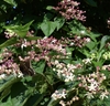 fragrant white, tubular flowers with pink calyces