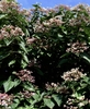 tubular white flowers with pink caylces