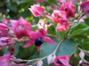leaves and flowers
