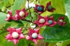 leaves and flowers