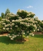 Form of the shrub