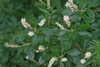 Leafy shoots bearing spikes of showy white flowers.