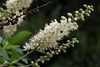 Spike of white flowers with exserted, red anthers