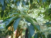Clethra barbinervis