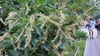 Clethra barbinervis