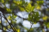 Clethra barbinervis