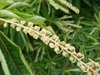 Clethra barbinervis