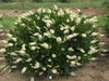 Form of the shrub with white clusters of flowers