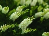 White flower clusters
