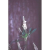 leaves and flowers