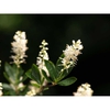 leaves and flowers