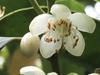 White flower with prominent stamens