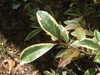 Flower bud on cultivar with variegated leaves