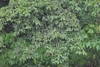 Form of a large shrub