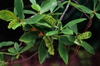 leaves and flowers