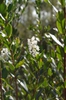 leaves and flowers