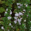 Shrub with multiple pink flowers