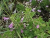 Form