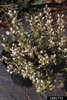 Form