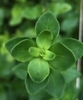 Leaves at top of the stem
