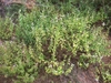 Form of the shrub
