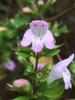 Closeup of pink flower