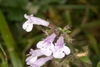 Tiny, 2-lipped, tubular, white flower; pinkish on the outside.