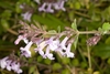 Clusters of tiny, 2-lipped, tubular, white flowers